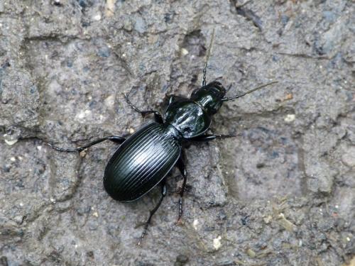 Pterostichus madidus